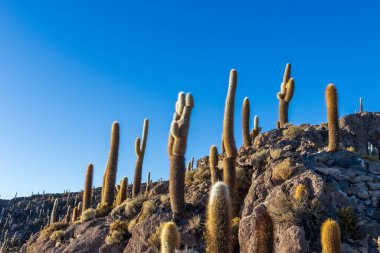 Bolivya 'nın Salar de Uyuni bölgesinde, İncahuasi adasında Cacti.