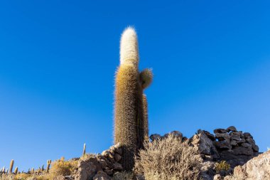 Bolivya 'nın Salar de Uyuni bölgesinde, İncahuasi adasında kaktüs.