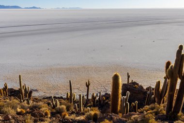 Bolivya 'nın Salar de Uyuni bölgesinde, İncahuasi adasında Cacti.
