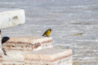 İncahuasi, Salar de Uyuni, Bolivya 'daki Puna Sarı-Finch kuş türü.