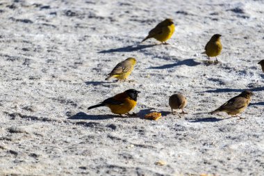 Bird species in Incahuasi, Salar de Uyuni, Bolivia. clipart