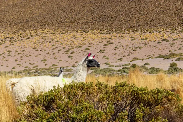 Llama, Eduardo Avaroa Ulusal Rezervi, Bolivya.