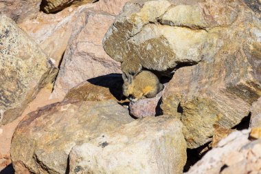 Şili 'deki Atakama Çölü' nde kayaların arasındaki Viscacha..
