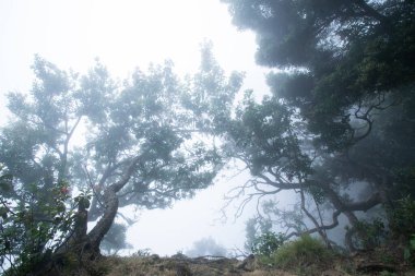 Yükselen bir grup ağaç yemyeşil bir yağmur ormanında yoğun bir sisten çıkar.
