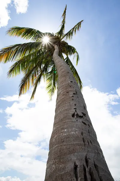 A photorealistic image of the top of a palm tree against a bright blue sky. The sun\'s rays stream through the fronds, casting dappled light and shadow on the leaves.