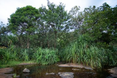 Dar bir dere, yemyeşil bir tropikal ormanın içine doğru esiyor. Kalın sarmaşıklı uzun ağaçlar eğreltiotları ve kıyıları çevreleyen diğer bitkileri gölgeliyor.