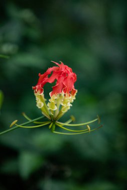 Gloriosa Superba ya da Tırmanan Lily, olağanüstü kırmızı ve sarı çiçekleri olan bir dağcıdır.