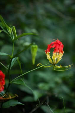 Gloriosa Superba ya da Tırmanan Lily, olağanüstü kırmızı ve sarı çiçekleri olan bir dağcıdır.