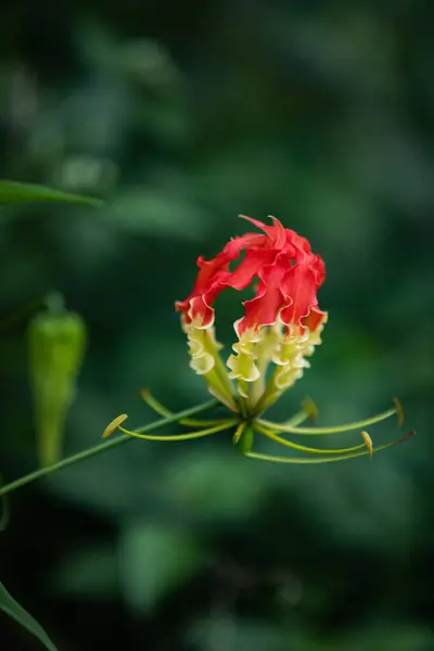 A Flame Lily\'s Fiery Embrace