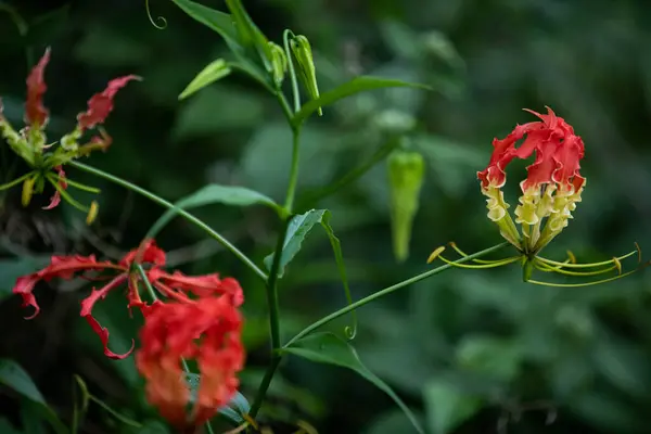 From Emerald Vines, a Crimson Flame: The Allure of the Flame Lily