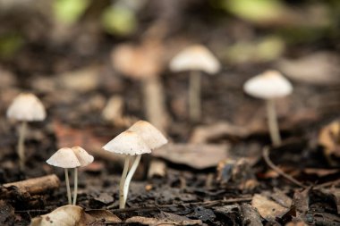 A cluster of small, brown Conocybe mushrooms growing in a mossy forest floor. The mushrooms have conical caps with pointed tips and slender, smooth stalks