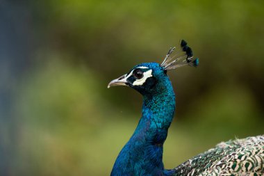 Close up view of male peacock with greenish background beautiful close up view of peacock portrait