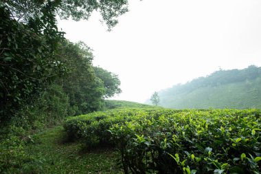 A scene of plantation in the mountain region