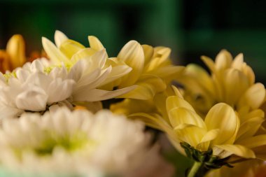 Beyaz ve sarı çiçekli güzel buket (papatya), Sevgililer Günü (aşk), Anneler Günü, doğum günü veya bir kutlama için ideal hediye. Zarif çiçek duvar kağıdı. Sarı ve yeşil duvar kağıdı resmi.