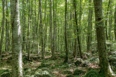 Akdeniz Kayın Ormanı, Kuzey İspanya, Girona. Bu doğal parkın adı La Fageda d 'en Jorda. Yürüyüş yapmak ve stressiz bir şekilde doğayla iletişim kurmak için mükemmel. Ormanlar iklim değişikliği tarafından tehdit ediliyor. 