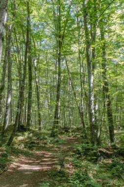 Kuzey İspanya, Girona 'daki Akdeniz Kayın Ormanı' nda. Bu doğal parkın adı La Fageda d 'en Jorda. Yürüyüş yapmak ve stressiz bir şekilde doğayla iletişim kurmak için mükemmel. Ormanlar iklim değişikliği tarafından tehdit ediliyor. 