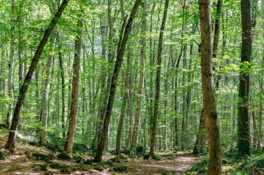 Kuzey İspanya, Girona 'daki Akdeniz Kayın Ormanı' nda. Bu doğal parkın adı La Fageda d 'en Jorda. Yürüyüş yapmak ve stressiz bir şekilde doğayla iletişim kurmak için mükemmel. Ormanlar iklim değişikliği tarafından tehdit ediliyor. 