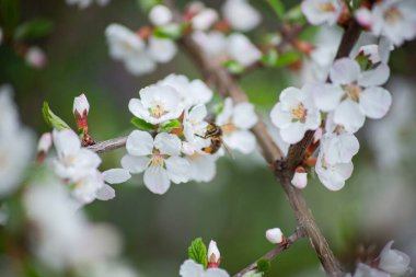 Çimenler, çiçekler, manolyalar, tomurcuklar, bahar, düğün çiçeği, kiraz çiçekleri, elma ağacı, lavanta, yüksek çözünürlüklü fotoğraflar, yumuşak odak, Kaufmann lalesi.