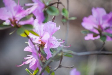 Çimenler, çiçekler, manolyalar, tomurcuklar, bahar, düğün çiçeği, kiraz çiçekleri, elma ağacı, lavanta, yüksek çözünürlüklü fotoğraflar, yumuşak odak, Kaufmann lalesi.