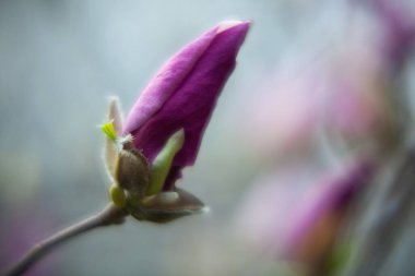 Çimenler, çiçekler, manolyalar, tomurcuklar, bahar, düğün çiçeği, kiraz çiçekleri, elma ağacı, lavanta, yüksek çözünürlüklü fotoğraflar, yumuşak odak, Kaufmann lalesi.