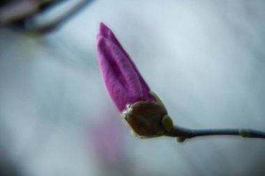 Çimenler, çiçekler, manolyalar, tomurcuklar, bahar, düğün çiçeği, kiraz çiçekleri, elma ağacı, lavanta, yüksek çözünürlüklü fotoğraflar, yumuşak odak, Kaufmann lalesi.