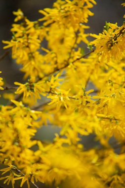 Çimenler, çiçekler, manolyalar, tomurcuklar, bahar, düğün çiçeği, kiraz çiçekleri, elma ağacı, lavanta, yüksek çözünürlüklü fotoğraflar, yumuşak odak, Kaufmann lalesi.