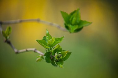 Çimenler, çiçekler, manolyalar, tomurcuklar, bahar, düğün çiçeği, kiraz çiçekleri, elma ağacı, lavanta, yüksek çözünürlüklü fotoğraflar, yumuşak odak, Kaufmann lalesi.