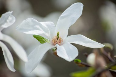 Çimenler, çiçekler, manolyalar, tomurcuklar, bahar, düğün çiçeği, kiraz çiçekleri, elma ağacı, lavanta, yüksek çözünürlüklü fotoğraflar, yumuşak odak, Kaufmann lalesi.