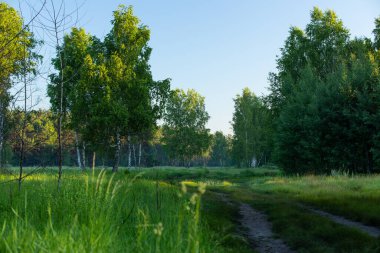 Yaz. Ormana. Çayır ve çimen. Muhteşem bir orman çimi seçimi. Tıbbî papatya çayı. Papatya çayı. - Melissa. Çayır bitkileri. Yeşil çimenler. Kekik. Ölümsüzlük. Ahşap karanfil