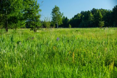 Yaz. Ormana. Çayır ve çimen. Muhteşem bir orman çimi seçimi. Tıbbî papatya çayı. Papatya çayı. - Melissa. Çayır bitkileri. Yeşil çimenler. Kekik. Ölümsüzlük. Ahşap karanfil