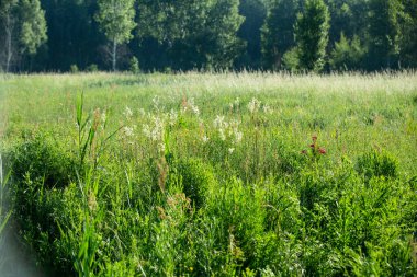 Yaz. Ormana. Çayır ve çimen. Muhteşem bir orman çimi seçimi. Tıbbî papatya çayı. Papatya çayı. - Melissa. Çayır bitkileri. Yeşil çimenler. Kekik. Ölümsüzlük. Ahşap karanfil