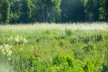 Yaz. Ormana. Çayır ve çimen. Muhteşem bir orman çimi seçimi. Tıbbî papatya çayı. Papatya çayı. - Melissa. Çayır bitkileri. Yeşil çimenler. Kekik. Ölümsüzlük. Ahşap karanfil