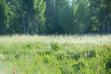 Yaz. Ormana. Çayır ve çimen. Muhteşem bir orman çimi seçimi. Tıbbî papatya çayı. Papatya çayı. - Melissa. Çayır bitkileri. Yeşil çimenler. Kekik. Ölümsüzlük. Ahşap karanfil