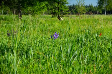 Yaz. Ormana. Çayır ve çimen. Muhteşem bir orman çimi seçimi. Tıbbî papatya çayı. Papatya çayı. - Melissa. Çayır bitkileri. Yeşil çimenler. Kekik. Ölümsüzlük. Ahşap karanfil