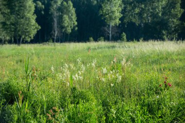 Yaz. Ormana. Çayır ve çimen. Muhteşem bir orman çimi seçimi. Tıbbî papatya çayı. Papatya çayı. - Melissa. Çayır bitkileri. Yeşil çimenler. Kekik. Ölümsüzlük. Ahşap karanfil