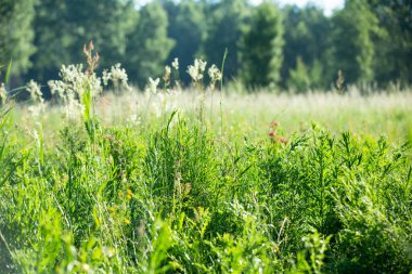 Yaz. Ormana. Çayır ve çimen. Muhteşem bir orman çimi seçimi. Tıbbî papatya çayı. Papatya çayı. - Melissa. Çayır bitkileri. Yeşil çimenler. Kekik. Ölümsüzlük. Ahşap karanfil