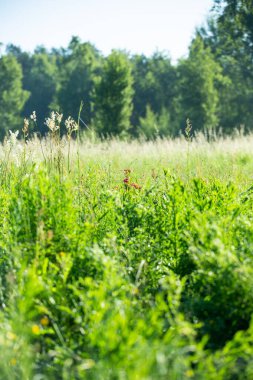 Yaz. Ormana. Çayır ve çimen. Muhteşem bir orman çimi seçimi. Tıbbî papatya çayı. Papatya çayı. - Melissa. Çayır bitkileri. Yeşil çimenler. Kekik. Ölümsüzlük. Ahşap karanfil