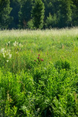 Yaz. Ormana. Çayır ve çimen. Muhteşem bir orman çimi seçimi. Tıbbî papatya çayı. Papatya çayı. - Melissa. Çayır bitkileri. Yeşil çimenler. Kekik. Ölümsüzlük. Ahşap karanfil