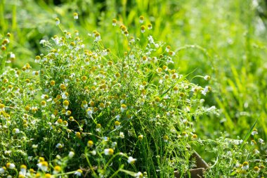 Yaz. Ormana. Çayır ve çimen. Muhteşem bir orman çimi seçimi. Tıbbî papatya çayı. Papatya çayı. - Melissa. Çayır bitkileri. Yeşil çimenler. Kekik. Ölümsüzlük. Ahşap karanfil