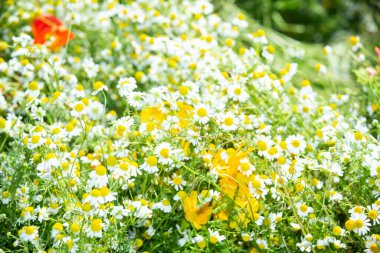 Yaz. Ormana. Çayır ve çimen. Muhteşem bir orman çimi seçimi. Tıbbî papatya çayı. Papatya çayı. - Melissa. Çayır bitkileri. Yeşil çimenler. Kekik. Ölümsüzlük. Ahşap karanfil