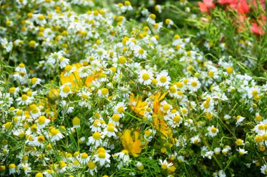 Yaz. Ormana. Çayır ve çimen. Muhteşem bir orman çimi seçimi. Tıbbî papatya çayı. Papatya çayı. - Melissa. Çayır bitkileri. Yeşil çimenler. Kekik. Ölümsüzlük. Ahşap karanfil