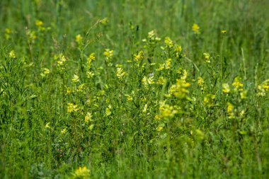 Yaz. Ormana. Çayır ve çimen. Muhteşem bir orman çimi seçimi. Tıbbî papatya çayı. Papatya çayı. - Melissa. Çayır bitkileri. Yeşil çimenler. Kekik. Ölümsüzlük. Ahşap karanfil
