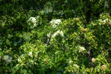 Yaz. Ormana. Çayır ve çimen. Muhteşem bir orman çimi seçimi. Tıbbî papatya çayı. Papatya çayı. - Melissa. Çayır bitkileri. Yeşil çimenler. Kekik. Ölümsüzlük. Ahşap karanfil