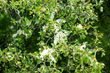 Yaz. Ormana. Çayır ve çimen. Muhteşem bir orman çimi seçimi. Tıbbî papatya çayı. Papatya çayı. - Melissa. Çayır bitkileri. Yeşil çimenler. Kekik. Ölümsüzlük. Ahşap karanfil