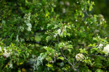 Yaz. Ormana. Çayır ve çimen. Muhteşem bir orman çimi seçimi. Tıbbî papatya çayı. Papatya çayı. - Melissa. Çayır bitkileri. Yeşil çimenler. Kekik. Ölümsüzlük. Ahşap karanfil