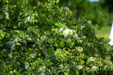 Yaz. Ormana. Çayır ve çimen. Muhteşem bir orman çimi seçimi. Tıbbî papatya çayı. Papatya çayı. - Melissa. Çayır bitkileri. Yeşil çimenler. Kekik. Ölümsüzlük. Ahşap karanfil