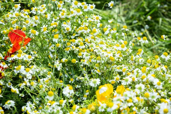 Summer. The forest. Meadow and grass. A magnificent selection of forest grasses. Medicinal chamomile. Chamomile. Melissa. Meadow herbs. Green grass. Thyme. Immortelle. Wood cloves