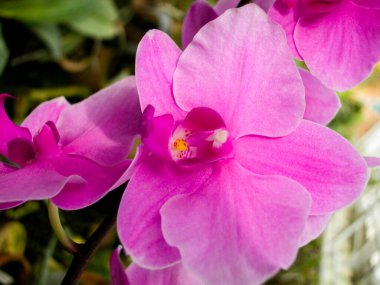Orkideler. Çeşitli türler. Nadir ve benzersiz örnekler. Şekil ve renklerin çeşitliliği