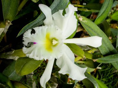 Orkideler. Çeşitli türler. Nadir ve benzersiz örnekler. Şekil ve renklerin çeşitliliği