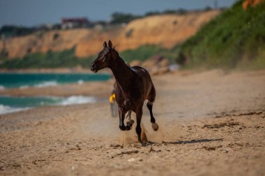 Gorgeous brown Arabian racehorse. A horse rides on a bright sunny day along the seashore. The speed and grace of a magnificent animal combined with the sea and waves clipart